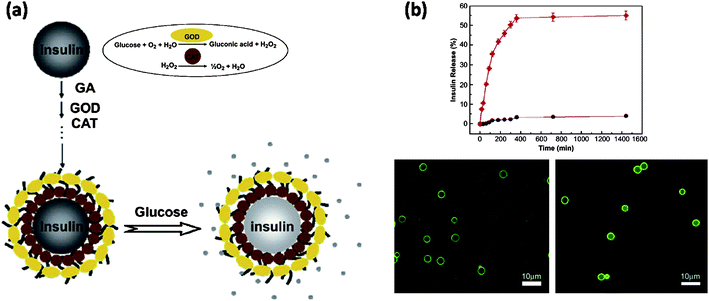 Controlled release of insulin from glucose-sensitive enzyme multilayer shells. (a) Schematic representation of coupled reactions of glucose oxidase (GOD) and catalase (CAT) assembled onto insulin particles followed by the enhanced permeability of the capsule for release of insulin. (b) Top: Release profiles of coated insulin particles before (black line) and after (red line) external application of glucose solution, respectively. Bottom: CLSM images of (CAT/GOD)5 microcapsules mixed with FITC–dextran (2000 kDa): (i) before and (ii) after adding glucose solution. [Adapted from ref. 97.]