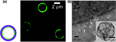 Typical morphology of (PAH/liposomesNBD/(PSS/PAH)4/PSS) capsosome. (a) Scheme of the geometry of a capsosome with liposome embedded in its wall, CLSM image and (b) negative stained TEM image of capsosomes. The black arrows identify structurally intact liposomes, while the white arrows indicate areas where the liposomes have been displaced. The inset shows a complete capsosome. [Adapted from ref. 99.]