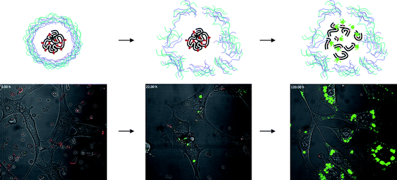 Cargo release and activation mediated by intracellular degradation of capsules. Capsule walls are of DEXS/pARG and the cavity is filled with a fluorogenic substrate for proteases (DQ-OVA™). Upon cellular internalization, the capsule wall is actively degraded enzymatically, this lead specific enzymes to reach the cargo proteins (ovalbumine, OVA). When OVA is structurally intact, the fluorescence of the dyes conjugated to ovalbumine are quenched. On the contrary, when OVA is enzymatically cleavaged the quenching effect is relieved and a bright green fluorescence appears. As a result of the cleavage of OVA, single dye-labeled peptides are released out of the capsule. [Adapted from ref. 119.]