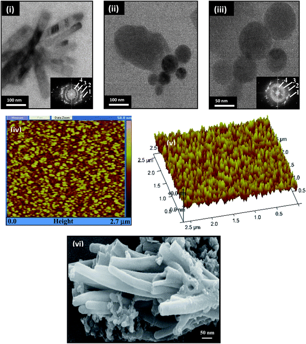 Morphological characterization of polyaniline nanostructures; HR-TEM images of (i) PANI-NT in FA, (ii–iii) PANI-NS in EG, AFM images and SEM micrograph of PANI-NT of (iv) 2-D view (v) 3-D view of PANI-NS/ITO electrode. SADPs from nanotubes and nanospheres are displayed as insets in (i) and (iii).