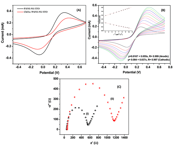 (A) Cyclic voltammogram of fabricated electrodes; (B) CV of PANI-NS/ITO electrode in PBS at a scan rate from 10 mV s−1 to 100 mV s−1; (C) electrochemical impedance spectra of (i) PANI-NS/ITO (ii) ChOx/PANI-NS/ITO bioelectrode in PBS (50 mM, pH 7.4, 0.9% NaCl) solution.