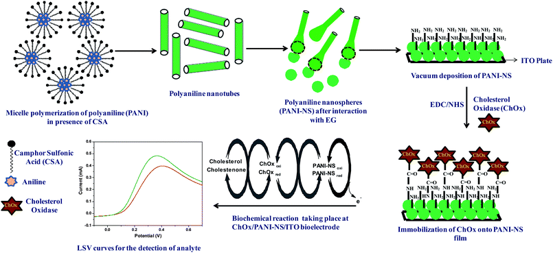 Pictorial representation of the morphological transformation of the PANI-NT to PANI-NS, immobilization of ChOx and the biochemical reaction involved in cholesterol sensing.