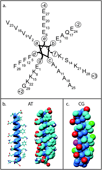 Model structure of nano-1. (a) Helical wheel diagram of nano-1 showing residue positions in the α-helix. The nano-1 sequence is Ac-E(VEAFEKK)(VAAFESK)(VQAFEKK)(VEAFEHG)-CONH2, where Ac indicates acetylation of the N-terminus, CONH2 indicates amidation of the C-terminus, and the parentheses denote heptad repeats. (b) Atomistic (AT) nano-1 highlighting the α-helical structure of the peptide (left) and in space filling format (right). Atoms are coloured using the CPK convention. (c) Coarse-grain (CG) nano-1, with particles coloured as follows: blue = “mixed polar/nonpolar particle”; cyan = “hydrophobic particle”; red/green = negative/positive “charged particle”; and pink = “polar particle”.