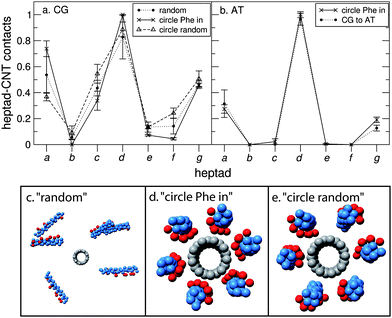 Six nano-1 interacting with a CNT. Number of contacts between each heptad and the CNT for (a) CG and (b) AT simulations. We calculate a heptad–CNT contact as described in Fig. 2. The data are normalised such that the heptad with the most CNT contacts is set equal to 1. In (a), contact plots are shown for three initial peptide configurations: “random” (c) where peptides are placed randomly in the simulation box (the minimum initial peptide–CNT distance was 20 Å); “circle Phe in” (d) where peptides are placed in a circle around the CNT with the Phe residues facing towards the tube; “circle random” (e) where peptides are placed randomly in a circle around the CNT. For the “circle Phe in” and “circle random” configurations the peptides are parallel such that their N- and C-termini are at opposite ends of the CNT. Two simulations were performed for each initial configuration. Data were averaged from 0.5 to 2 µs (circle Phe in) and 2.5 to 4 µs (“random” and “circle random”). In (b), contact plots are shown for two initial peptide configurations: “circle Phe in” and “CG to AT”. For the “CG to AT” protocol (described in the Methods section), the starting AT configuration was obtained after 2 µs of CG simulation. For both starting configurations the peptides are in a parallel arrangement around the CNT. Two simulations were performed for each initial configuration. Data were averaged from 30 to 40 ns (circle Phe in) and 10 to 20 ns (CG to AT). (c–e) CG snapshots of the different starting configurations implemented.