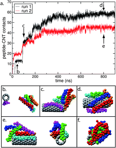 (a) Number of contacts between the peptides and the CNT as a function of time, for the CG “random” nano-1 simulations shown in Fig. 4. We calculate a peptide–CNT contact as follows: the minimum distance between the CNT and each peptide residue is calculated. The residue and CNT are defined to be in contact if this distance is less than 6 Å. (b) to (f) are snapshots of key events during the adsorption process for run 1 (b–d) and run 2 (e and f). In (b)–(e) the backbone of each peptide is coloured differently. In (f) the peptide backbone is red when in a parallel configuration, and blue when in an antiparallel configuration. The green spheres are the hydrophobic Phe side chains.