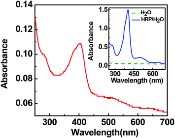 UV-visible absorption spectra of HRP nanolayer coated on quartz substrate and (inset) HRP solution in water.