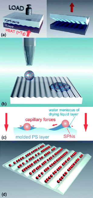 Schematic of the fabrication process for functional nanostructures from assembled conjugated polymer nanoparticles. First a polymeric template is fabricated by soft embossing with a PDMS stamp (a); then the dispersion containing the nanoparticles is inkjet printed onto this surface (b). Due to capillary forces acting on the spheres (c) they finally assemble in the grooves of the template while the drop dries (d). Reprinted with permission from ref. 49 (Copyright 2009 The Royal Society of Chemistry).