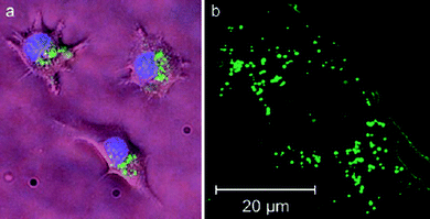 Fluorescence images of live (a) and fixed (b) cells. (a) BALB/C 3T3 cells were incubated sequentially with CPNs (green) and Hoechst dye (blue). The image is a composite of two micrographs using GFP (for CPNs) and DAPI/Hoechst/AMCA (for Hoechst) filter sets. (b) Live BALB/C 3T3 cells were incubated with CPNs and fixed for confocal microscopic study. Reproduced with permission from ref. 50 (Copyright 2007 Wiley-VCH Verlag GmbH & Co. KGaA).