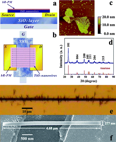 Structure of the TiO2 nanowires FET device. (a) Side view and (b) top view of the schematic structure; (c) AFM image of bR-PM (image size of 3.0 × 3.0 μm); (d) XRD spectrum of the TiO2 nanowires, lower part shows the standard diffraction peaks of anatase TiO2 (JCPDS No. 89-4921); (e) TiO2 nanowires alignment across the channel of electrodes under microscope (top view) and (f) SEM image of single TiO2 nanowire aligned across the channel.