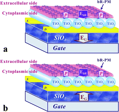 Schematic drawing of the relationship between the EbR and EG when (a) negative gate voltage and (b) positive gate voltage is applied to the TiO2 nanowires FET.