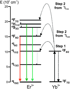 Upconversion emission mechanism of β-NaYF4:Yb3+/Er3+ (λex = 980 nm).