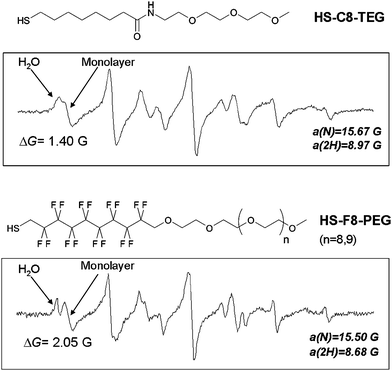 ESR spectra of p-pentylbenzyl-(1-hydroxy-2-methyl-2-propyl)nitroxide in the presence of AuNPs passivated by HS-C8-TEG (top) and HS-F8-PEG (bottom).