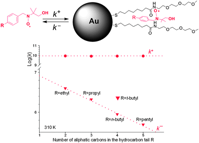 Rate constants for the nitroxide exchange between water and the monolayer.