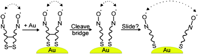 Schematic drawing of the EPR experiment directly probing the lateral diffusion of ligands on the surface of AuNPs. The dipole–dipole interactions between nitroxide spin labels are shown with dotted arrows. Reprinted with permission from ref. 97. Copyright American Chemical Society 2008.