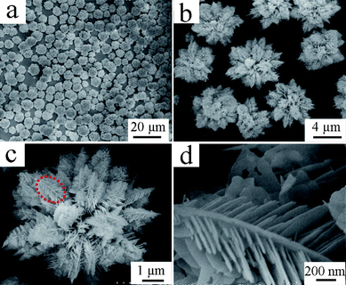 SEM images of the La2(MoO4)3 hierarchical microflowers obtained in the presence of 0.05 g EDTA at pH = 9. (a) Panoramic image; (b) magnified image; (c) image of an individual hierarchical microflower with 3 levels of structures; (d) high-magnification SEM image of the marked part in panel c.
