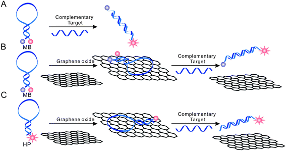 Schematic presentation of nano-MBs with GO-enhanced quenching efficiency. The hairpin-structured DNA has stronger infinity with GO than dsDNA.