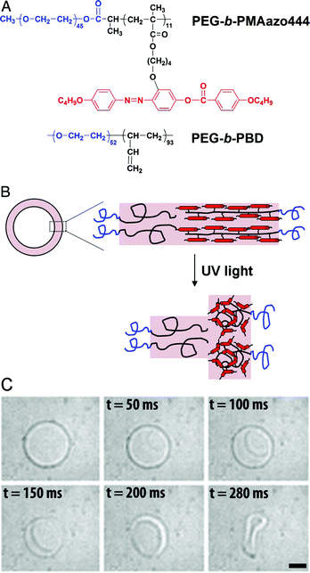 Bilayer composition and polymersome bursting. (A) Molecular structures of the PEG-b-PAzo and PEG-b-PBD block copolymers. (B) A cartoon of the asymmetric bilayer composition with PEG-b-PAzo as the outer leaflet that coils upon UV-radiation. (C) UV-radiation induces bursting of the polymersome with PEG-b-PBD in the inner leaflet and PEG-b-PAzo as the outer leaflet. (Reprinted with permission from ref. 16).