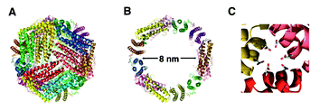 Sturctures of l-ferritin (PDB 1DAT). (A) 24 subunit assembled cage. (B) The inner cavity (8 nm diameter). (C) 3-fold axis hydrophilic channel. (Reprinted with permission from ref. 91).