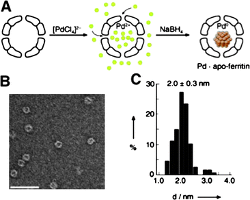 Pd nanoparticles grown in the cavity of apoferritin. (A) A scheme for encapsulation of Pd2+ and subsequent reduction with NaBH4. (B) A negatively stained TEM picture of Pd-ferritin after reduction (scale bar 50 nm). (C) A histogram of diameters of Pd nanoparticles. (Reprinted with permission from ref. 87a).