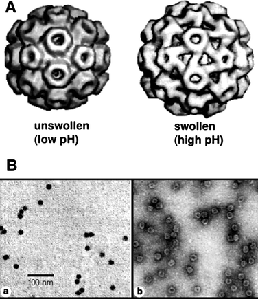 (A) Unswollen and swollen forms of cowpea chlorotic mosaic virus. The swollen form demonstrates 60 copies of pores in the viral coat proteins. (B) TEM images of CCMV capsids with crystallized minerals in the cavity. The comparison of images obtained without staining (a) and with negative staining (b) shows that the viral capisd surrounds nanoparticles and stays intact. (Reprinted with permission from ref. 103).