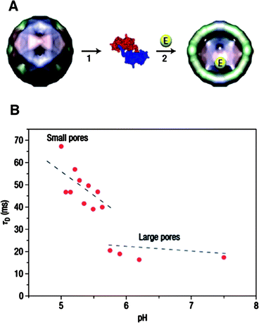 (A) Encapsulation of enzymes in the CCMV capsid by assembling coat proteins in the presence of enzyme molecules. (B) Diffusion time (τD) of fluorescent products produced by enzymes residing in the virus capsid at varying pH. (Reprinted with permission from ref. 106).