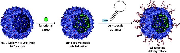 Covalent loading of functional cargos within the interior of MS2 capsid and exterior decoration of the capsid with cell specific aptamer. (Reprinted with permission from ref. 109).