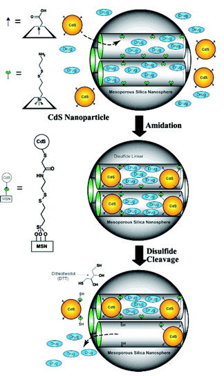 CdS gatekeepers held covalently in nanochannels of mesoporous silica nanoparticles. CdS gatekeepers are released by oxidation of disulfide linkers by dithiothreitol (DTT). (Reprinted with permission from ref. 60).