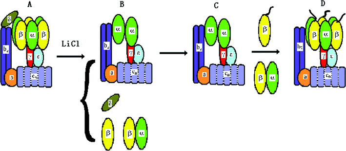 The procedure for reconstituting δ-free FoF1-ATPase motor. (A) FoF1-ATPase; (B) FoF1-ATPase is treated by LiCl to remove δ subunit; (C) rebinding of purified β and α subunits; (D) the reconstituted δ-free FoF1-ATPase motor.13