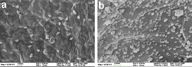 FESEM images of (a) CuO:GO0.5 and (b) CuO:GO2 nanocomposites.