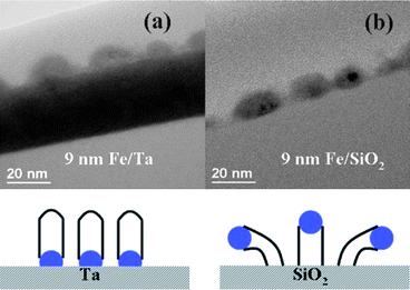 Comparison of CNT growth on Ta (base growth) and on silica (tip growth) using Fe catalyst.167 Figure adapted with permission from: Y. Y. Wang, B. Li, P. S. Ho, Z. Yao and L. Shi, Appl. Phys. Lett., 2006, 89, 183113. Copyright 2006 American Institute of Physics.