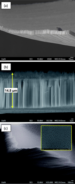 (a) Low magnification and (b) higher magnification FESEM images of free-standing nanotubular Ta oxide membrane, prepared by Ta anodization in 16.4 M H2SO4 + 0.85 M HF for 60 min at 14.5 V (vs. Pt counter electrode). (c) FESEM image of the base of the membrane, previously attached to Ta substrate.