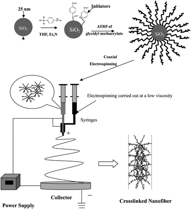 Schematic illustration of the preparation of a linear single nanoparticle array nanofiber via electrospinning directed self-assembly of core–shell nanoparticles and preparation of core–shell nanoparticles via surface-initiated ATRP.