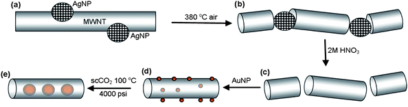 Schematic representation of the strategy used for the encapsulation of discrete Au nanoparticles inside short-section carbon nanotubes. MWNT shortened and opened by the oxidative cutting catalysed by AgNP (a and b); and followed by the dissolution of AgNP in nitric acid (c). Discrete AuNP (red balls) initially deposited on MWNT surface undergo Ostwald ripening and irreversible encapsulation into nanotubes in supercritical carbon dioxide (d and e).