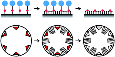 Top: schematic illustration of the molecular spacer approach. A functional group (red) bearing a bulky protecting group (blue) is grafted to the pore surface. The remaining silanol groups are then capped to obtain the desired surface properties and the protecting groups are removed. The size of the protecting group determines the minimum distance between the functional groups. Bottom: molecular imprinting approach for the creation of defined cavities in a pore surface coated monolayer.
