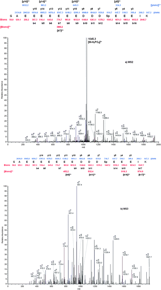 (a) MS2 spectrum of the doubly charged form of a singly phosphorylated peptide identified from the tryptic digest of rat brain. The identified phosphopeptide was K.GAEEEEEEEDDDSpEEEIK.A. (b) MS3 spectrum of the doubly charged neutral loss peak at m/z 1045.