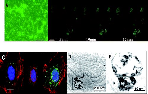 (A) Fluorescent microscopy image of FITC-asODN–dMNTs in medium, bar 500 nm; (B) laser confocal microscopy images of MCF-7 cells incubated with FITC-asODN–dMNTs for 5 min, 10 min and 15 min, respectively. Scale bar: 5.0 μm. (C) Tridimensional immunofluorescent images of FITC-asODN–dMNTs in MDA-MB-435 cells. Blue: DAPI stained cell nucleus. Red: cellular actin framework, scale bar: 5.0 μm. ((D) and (E)) HR-TEM images of as-ODN-dMNT composites in the cytoplasm of MCF-7 cells. (E) is the magnified image of local frame in (D). Reproduced from ref. 116 by permission of IOP Publishing Limited.