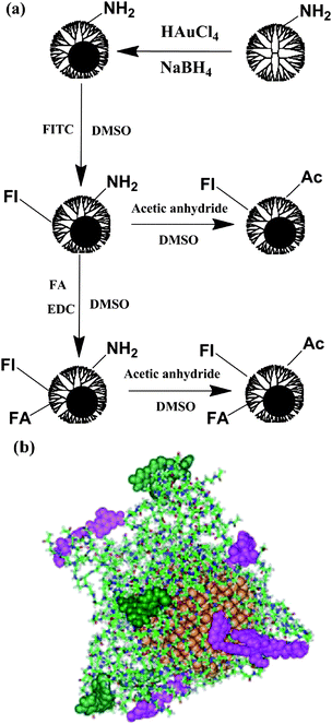 (a) Schematic representation of the reactions involved in modifying Au DENPs for cancer cell targeting and imaging. (b) Selected equilibrated configurations of {(Au0)51.2-G5-FI-FA-Ac} DENPs. Atoms in the PAMAM dendrimer platform are shown as sticks, gold atoms as gold spheres, atoms comprising FA as pink spheres, and atoms for FI as green spheres. Ref. 55; copyright Wiley-VCH Verlag GmbH & Co. KGaA. Reproduced with permission.