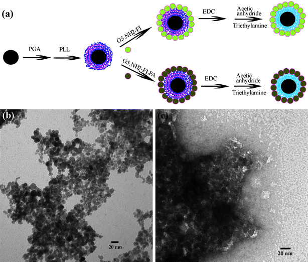 (a) Schematic representation of the procedure for fabricating multifunctional shell-crosslinked iron oxide NPs; (b) A TEM image of SCIO-FA NPs; and (c) a negatively phosphotungstic acid-stained TEM image of SCIO-FA NPs. Ref. 14; copyright Wiley-VCH Verlag GmbH & Co. KGaA. Reproduced with permission.