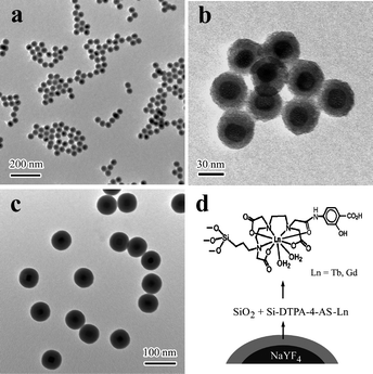 TEM images of NaYF4 : Yb,Er@Si-DTPA-4-AS nanoparticles with a 10 nm (a, b) and 25 nm (c) thick silica shell, and schematic illustration of the nanoparticles with lanthanide complexes doped in the silica shell (NaYF4 : Yb,Er@Si-DTPA-4-AS-Ln, Ln = Gd, Tb).