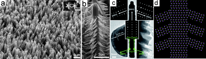 (a) SEM image of typical branched ZnO nanotrees. The inset shows two top-view ZnO trees with a six-fold symmetry. (b) An enlargement of a side-view single nanotree. (c) TEM image of a single ZnO tree (middle) recorded along the [12̄10] direction, selected-area electron diffraction patterns (top left, top right and center) taken respectively from the branches and the trunk and lattice image (bottom left) and high-magnification TEM image (bottom right) of the branches. The green arrows indicate the major growth directions of the trunk and the branch, which share the [12̄10] direction. (d) A simple structural model of a branched ZnO nanotree projected along the [12̄10] direction. The relaxation at the interface between the trunk and the branch to achieve minimum interface energy is ignored here.