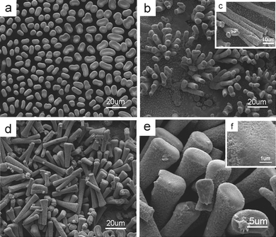 SEM images of the resultant film grown on an earlier stage before the growth of the cockscomb-like ZnO crystals (Fig. 9). (a) A top view of a virginal one with large area. (b) A slightly titled view of a photograph with vacant spaces after pulling lets us discover the bundle-like structures of the stems which share the same single root. The inset to (c) indicates the splitting growth; one can split into three. (d) An image shows the stems along different directions on the surface to indicate that the splitting growth is very common. (e) An enlarged SEM image showing a clearer surface and top structures. (f) At this early stage, the nanometre-sized branches have been previously yielded but packed. The powder XRD pattern indicates the film is composed of ZnO (Fig. S9 of the ESI).