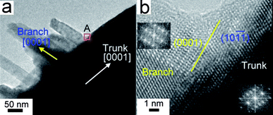 (a) High-magnification TEM image of parallel branches grown on a ZnO trunk, showing a special orientation relationship between the branches and the trunk. (b) HRTEM image of the branch/trunk (stem) junction marked by A, indicating that the branch/trunk boundary (the yellow line) is nearly parallel to the branch (0001) plane and the trunk (stem) (101̄1̄) plane. Insets are FFT patterns of the branch and trunk (stem) areas, respectively.