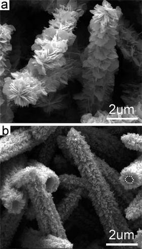SEM images of ZnO products prepared with different reaction time: (a) 1.0 h and (b) 5.0 h, respectively. Other growth conditions are the same as those indicated in Fig. 1. A hexagonal trunk cross-section is indicated by white dashed lines.