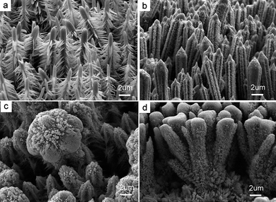 SEM images of hierarchical ZnO crystallite arrays grown by simple hydrothermal oxidation of zinc foil at the same temperature (140 °C), but different en concentrations: (a) 3.75, (b) 7.50, (c) 11.25 and (d) 15.0 mol L−1.The complexity of ZnO hierarchical structures increases with increasing en concentration.