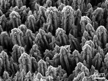 SEM image of complex ZnO crystals prepared at 100 °C in the reaction medium with amine concentration of 7.50 mol L−1.