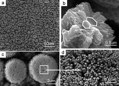 Different magnification SEM images illustrate surface features at an earlier growth stage before the complete growth of the complex ZnO mushrooms crowned by densely packed ZnO nanowires as shown in Fig. 7. (a) Shows that such an embryo crystallite array has been grown in orientation on a large area, (b) shows that this column is united by two aligned individual stems, and (c) is an enlarged image from (d) of two individual embryo ZnO mushrooms whose tops are capped by crowns formed by nanowire-like materials.