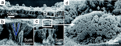 SEM images of the extremely complex cockscomb-like crystalline ZnO arrays grown with an en concentration of 15.0 mol L−1. Each cluster of cockscomb-like crystallites is aggregated by several individual branched stems covered densely by nanobranches at both top and sides. In each cluster, these ZnO stems are grown from one and the same root. In (d), it can be observed that the top is formed from rectangular blade-like sheets (short ribbons).