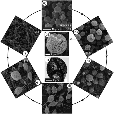 The influence of the weight ratio of PDMS/PS on the formation of microcages. a–f) SEM images of EJ mats with different PDMS/PS ratios (the ratios are marked on the corresponding SEM images). g) A representative enlarged SEM image of b). h) A representative TEM image of microcages. a–f) share the same scale bar. The other experimental parameters are: PS concentration 6%, DMF/THF = 1 : 1, voltage 20 kV, and work distance 16 cm.