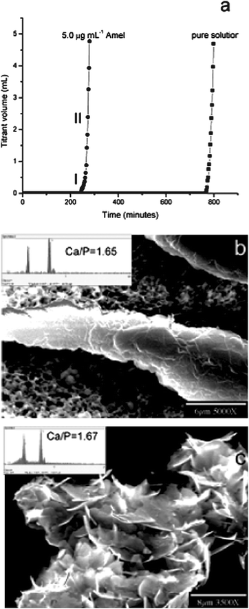 CC HA crystal growth. (a) Representative CC plots of titrant addition as a function of time for HA crystal growth in the absence and presence of 5.0 μg mL−1 amelogenin. SEM images of (b) an ordered and thickened crystal induced by 5.0 μg mL−1 amelogenin and (c) randomly aggregated HA crystallites in the absence of amelogenin collected from the bulk solution by filtration following the long induction periods. The inset in (b) is the EDS of the elongated crystals showing a HAP Ca/P ratio of 1.65. Reprinted with permission from ref. 43.