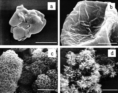 Sequential appearance of deposited particles accompanying the hydroxyapatite nucleation and growth process. (a) During the first several hours after the start of nucleation, only amorphous calcium phosphate was observed. (b, c) From day one to day three, a series of intermediate structures were observed. (d) After one week of incubation, only plate-shaped hydroxyapatite crystals were observed. Each scale bar = 2 μm. Reprinted with permission from ref. 44.